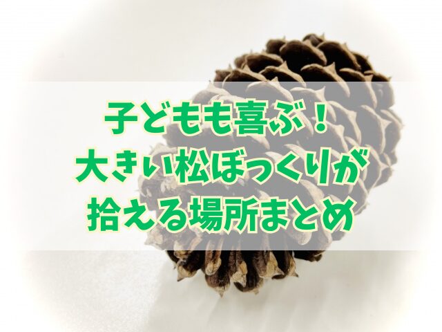 子どもも喜ぶ！大きい松ぼっくりが拾える場所まとめ